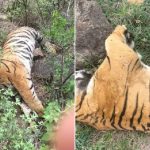 0000000000-1766297770