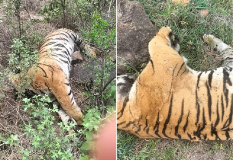 0000000000-1766297770