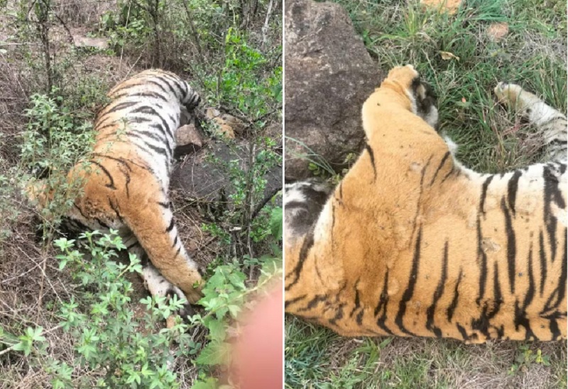 0000000000-1766297770