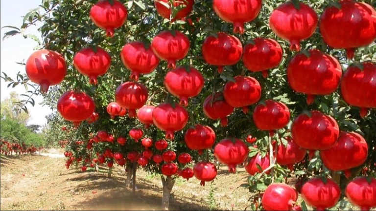 36-1792669751